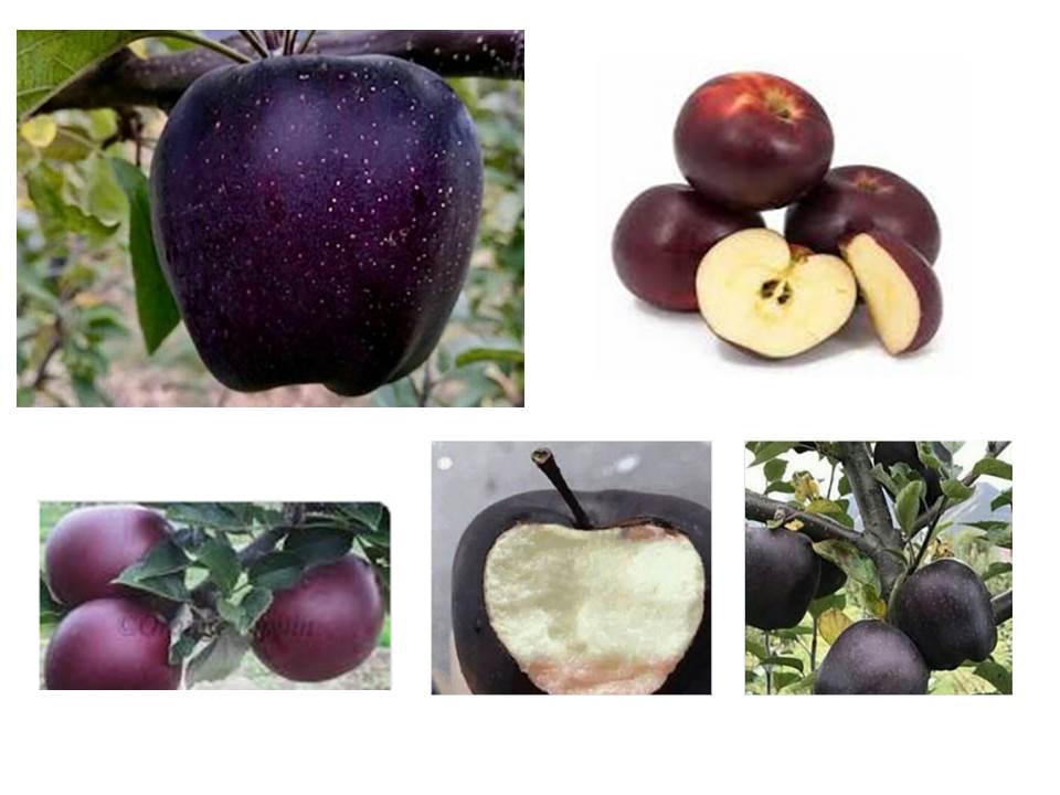 היהלום השחור